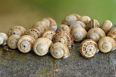 特别通知：2024农历新年特卖 明日正式开启